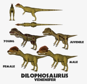 Dilophosaurus Male And Female, HD Png Download, Free Download