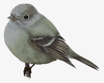 Sparrow, HD Png Download, Free Download