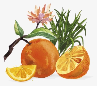 Tangerines And Lemongrass - Juice With Lemongrass, HD Png Download, Free Download