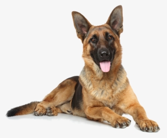 German Shepherd Png - German Shepherd Dog Png, Transparent Png, Free Download
