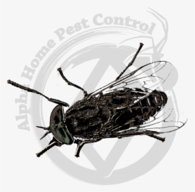 Longhorn Beetle, HD Png Download, Free Download