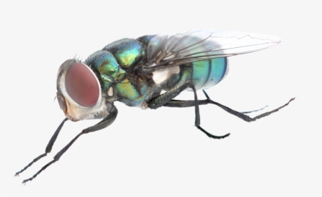 Mosca - Moscas .png, Transparent Png, Free Download