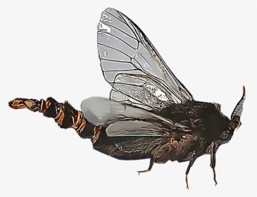 Illustration Of A Bagworm - House Fly, HD Png Download, Free Download