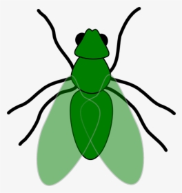 Fly Animal Clip Art, HD Png Download, Free Download