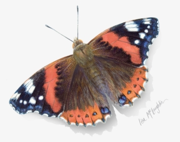 Watercolor Butterfly Red Admiral, HD Png Download, Free Download