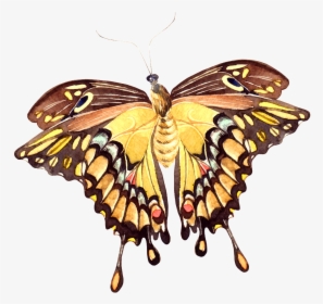 Hand Painted A Vivid Butterfly Png Transparent - Papilio Machaon, Png Download, Free Download
