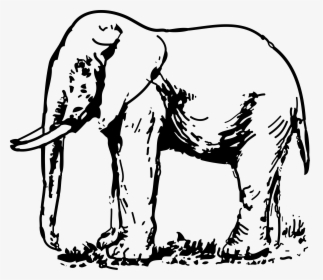 Transparent White Elephant Png - Elephant Image Black And White, Png Download, Free Download