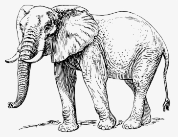 Elephant Black And White, HD Png Download, Free Download