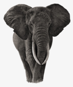 Elephant Png Image - Am An African Speech, Transparent Png, Free Download