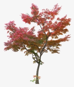 Japanese Tree Leaf Plant - Japanese Maple Tree Png, Transparent Png, Free Download