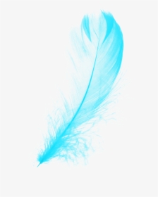 #mq #blue #feather #feathers - Illustration, HD Png Download, Free Download