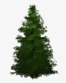 Spruce, Tree, Painted Tree, Green, Nature, Plant - Transparent Tree Painting Png, Png Download, Free Download