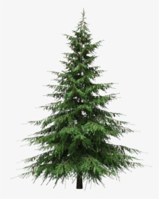Christmas Pine Tree Png Photos - Christmas Tree Without Decorations, Transparent Png, Free Download