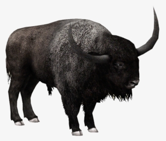 Clip Art Bison Png - Bison Vs Buffalo Vs Cow, Transparent Png, Free Download