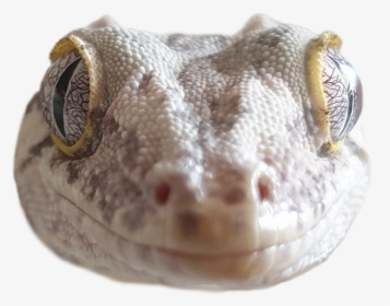 #gecko #gargoyle #cute #reptile #lizard - Gecko, HD Png Download, Free Download