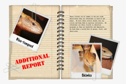 Additional Report - Alligator Snapping Turtle, HD Png Download, Free Download