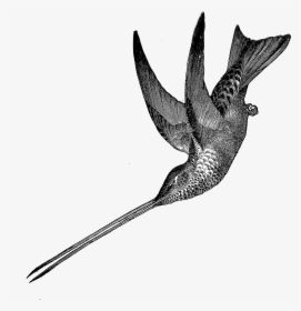 1881 Hummingbird Free Vintage Clip Art➢ Download Images - Redshank, HD Png Download, Free Download