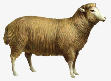 Sheep Clipart Realistic - Domestic Animals Png Sheep, Transparent Png, Free Download