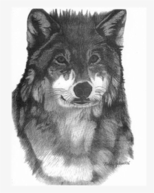 Wildlife Drawing Colored Pencil - Mackenzie River Husky, HD Png Download, Free Download