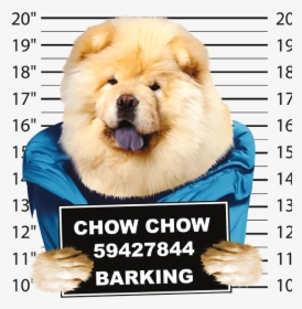 Transparent Dog Barking Png - Chow Chow In Clothes, Png Download, Free Download