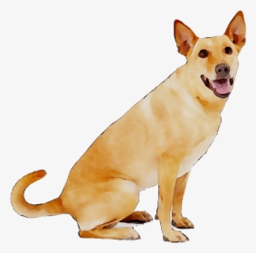Dog Breed Carolina Dog Petsafe Anti-barking Collar - Bingpet Thunderstorm, HD Png Download, Free Download
