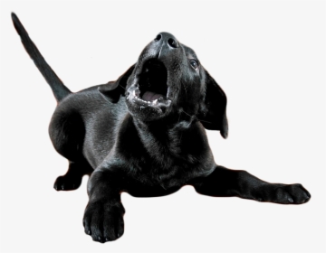 We"ll Help You Eliminate The Stress, And Transform - Dogs Voice, HD Png Download, Free Download