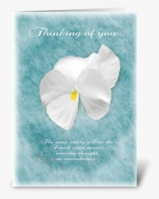 Thinking Of You Pansy Greeting Card - Arum, HD Png Download, Free Download