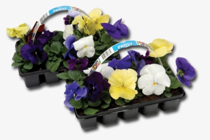 Ct Pansy 6pce - Pansy, HD Png Download, Free Download