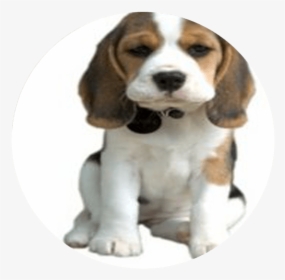 Cute Pet Dog Png, Transparent Png, Free Download