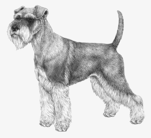 Norwegian Elkhound Png, Transparent Png, Free Download