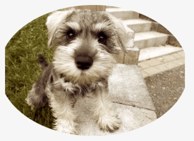 Tips To Take Care Of Miniature Schnauzer Puppies - Miniature Schnauzer, HD Png Download, Free Download