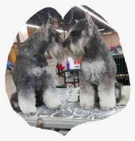 Standard Schnauzer, HD Png Download, Free Download