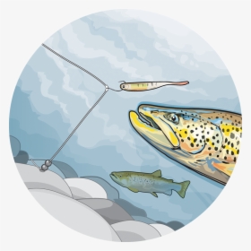 Drop Shot For Trout, HD Png Download, Free Download