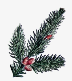 Pine Branch Png File0 - Christmas Pine Branch, Transparent Png, Free Download