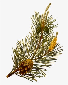 Scots Pine Clip Arts - Pinus Sylvestris Plant, HD Png Download, Free Download