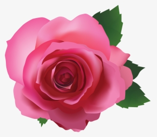 Pink Rose Transparent Background, HD Png Download, Free Download