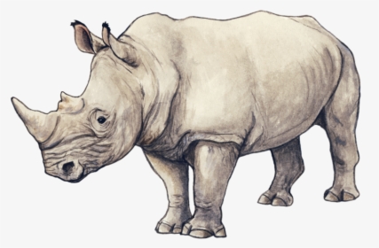 Rhinos Drawing Ink - Rhinoceros Illustration, HD Png Download, Free Download