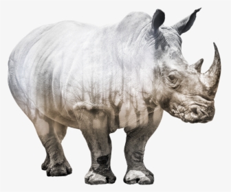 Rhinoceros - Transparent Rhino, HD Png Download, Free Download