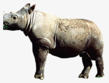 Rhinoceros Png Transparent Images - Indian Rhinoceros, Png Download, Free Download