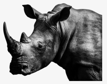 Black Rhinoceros, HD Png Download, Free Download