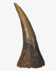 Image Albrecht D Rer - Rhino Horn Png, Transparent Png, Free Download