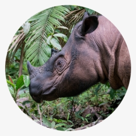 Sumatran Rhino - Sumatran Rhinoceros, HD Png Download, Free Download