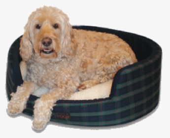 Buddy Dog Bed - Goldendoodle, HD Png Download, Free Download