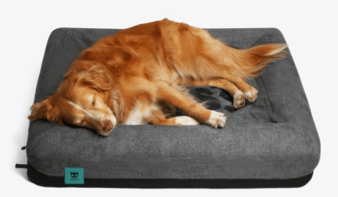 Zee Dog Bed , Png Download - Zee Bed, Transparent Png, Free Download