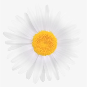 Clipart Image Gallery Yopriceville - White Daisy Flower Png, Transparent Png, Free Download