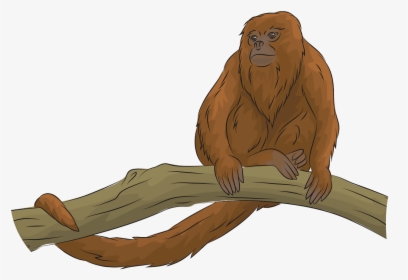 Orangutan, HD Png Download, Free Download