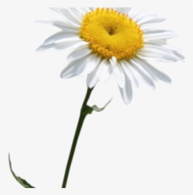 Daisy Clipart Transparent Background - Papatyapng, Png Download, Free Download