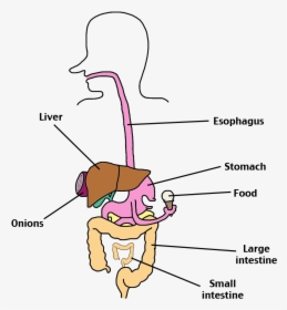 Simple Digestive System Png, Transparent Png, Free Download