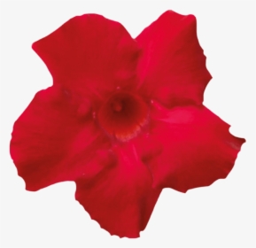 Red Desert Flower Transparent, HD Png Download, Free Download