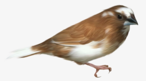 Aves Png, Transparent Png, Free Download